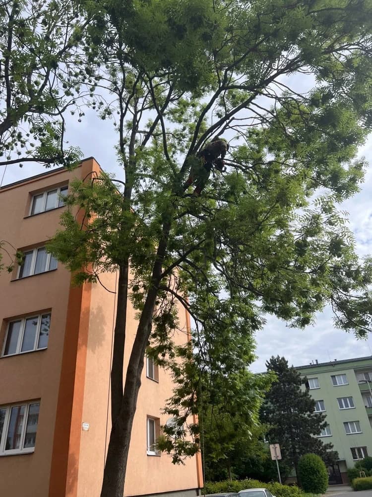 rizikove-kaceni-stromu-brno-a-okoli-martin-visnovsky-23